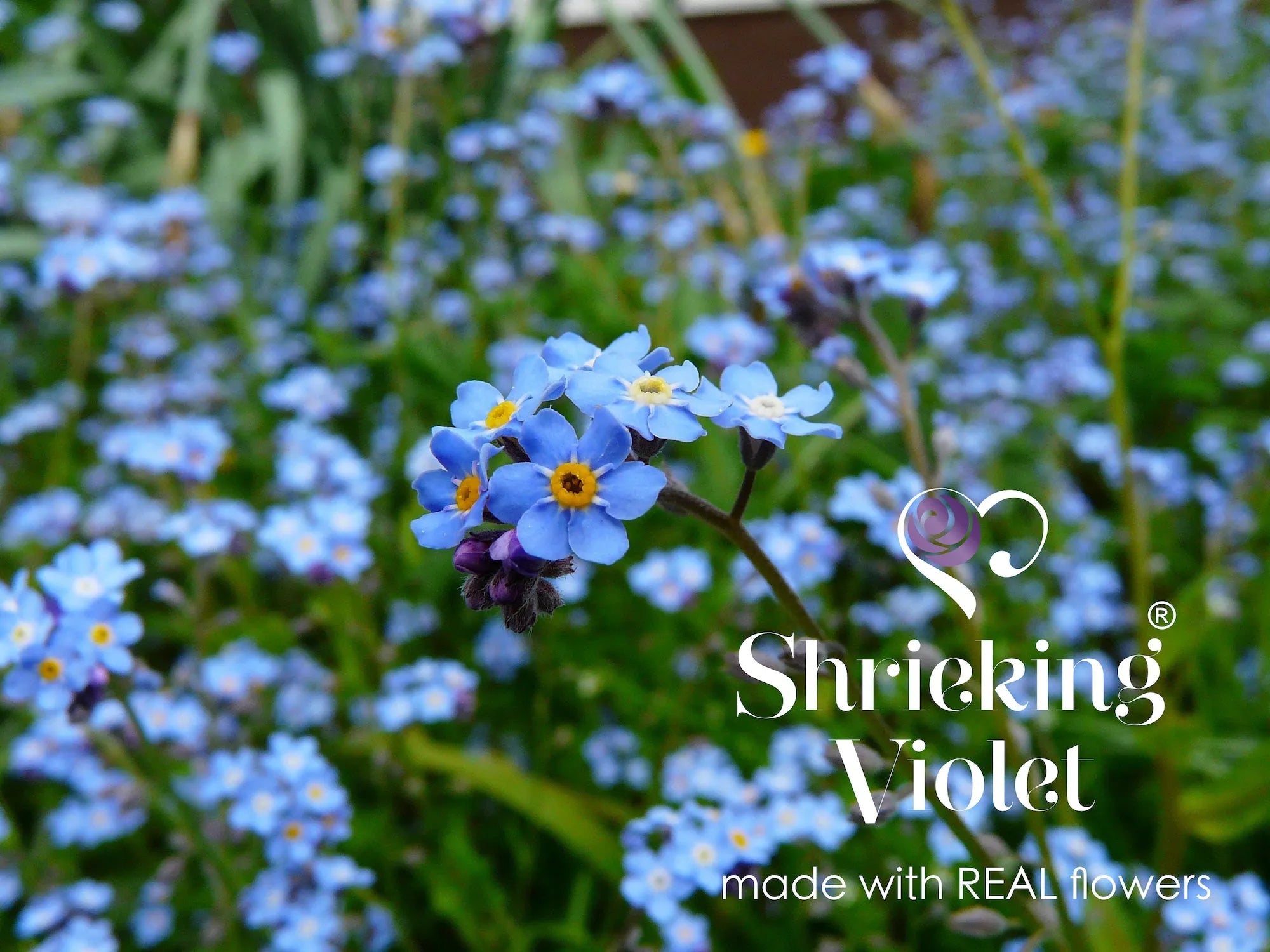 勿忘我花三连音符银项链 | Shrieking Violet®