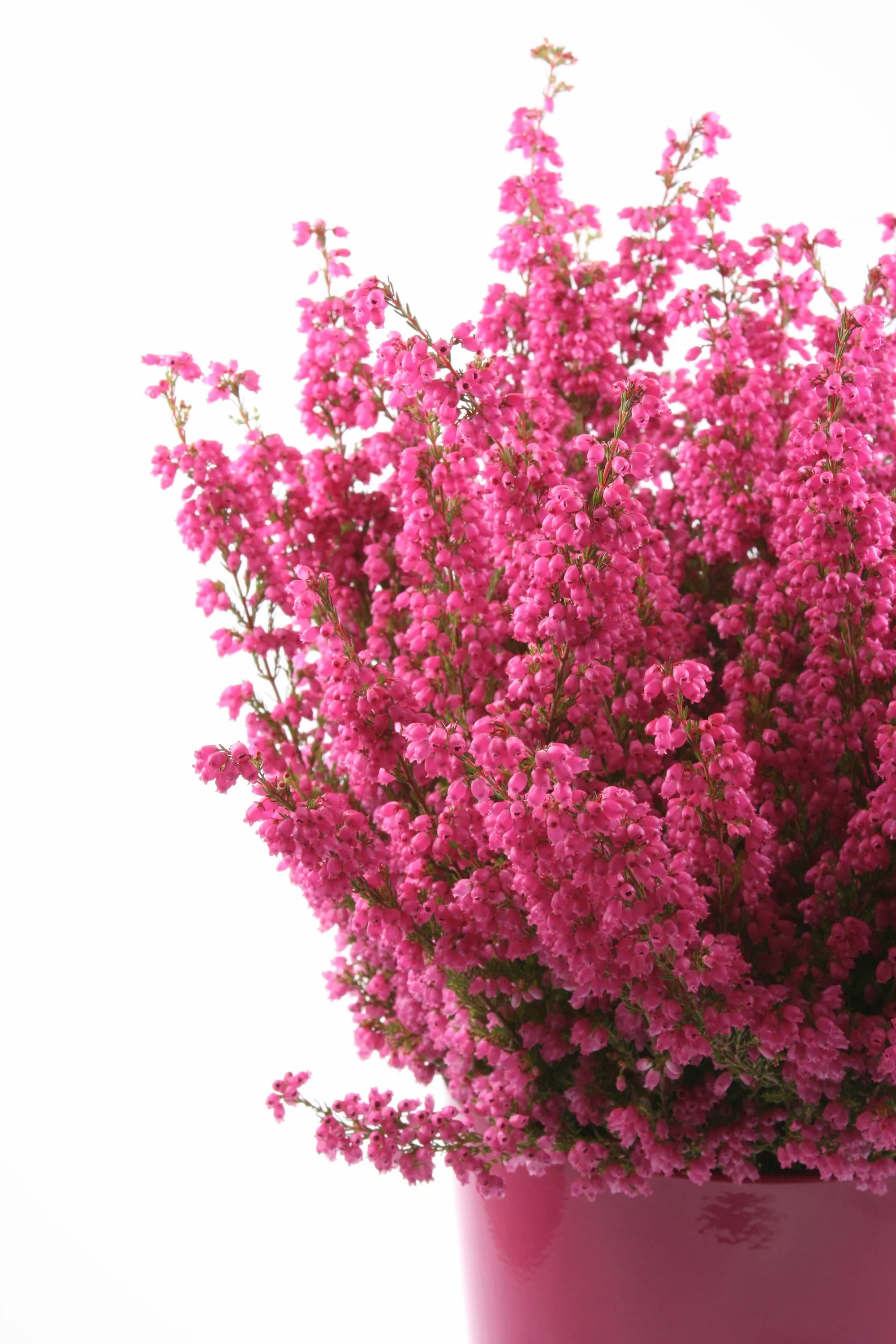 手工小号心形石南花纯银项链 - 真花