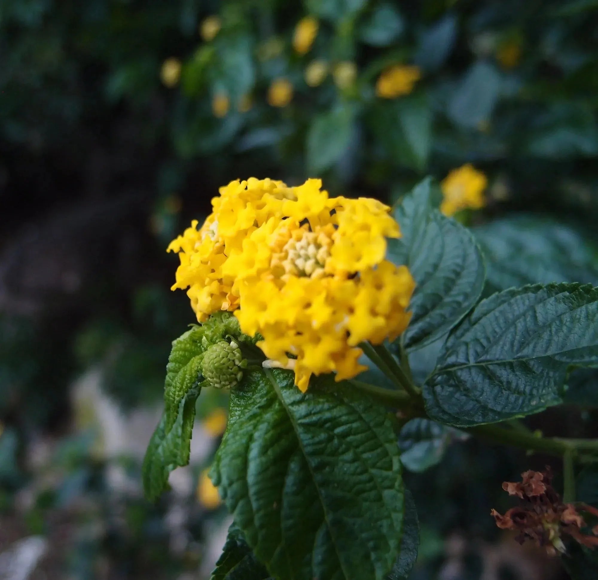 真花项链。适合园丁、花店、自然爱好者的纯银椭圆形吊坠