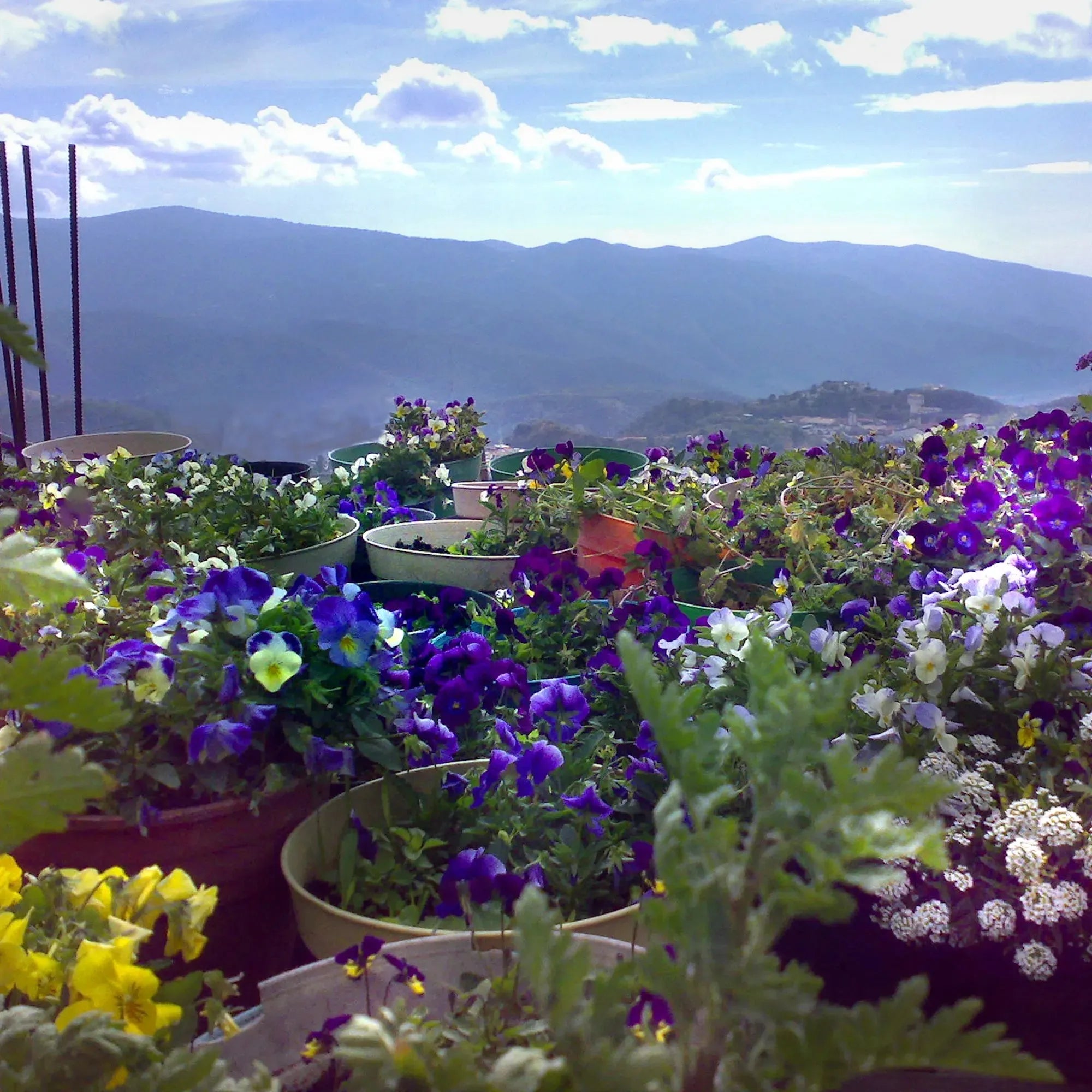 本物の花と養殖真珠のチャームが付いたスターリングシルバーのハートチャームペンダント