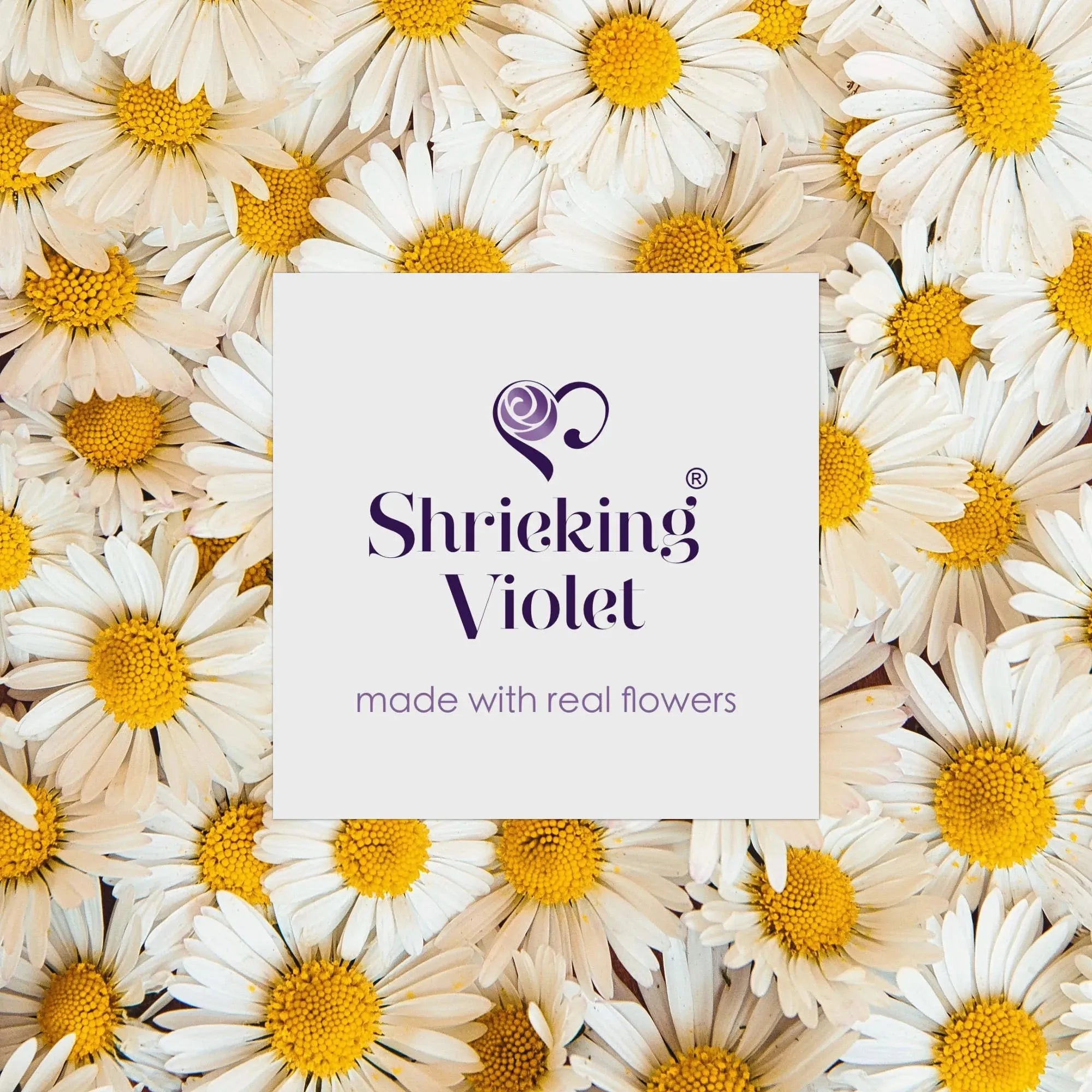Orecchini Daisy di Shrieking Violet® Argento sterling con margherite vere!