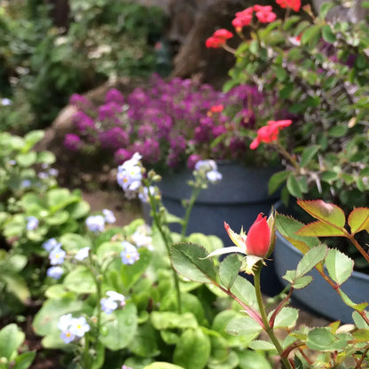 纯银微型玫瑰手镯，带真玫瑰花蕾 | 情人节礼物