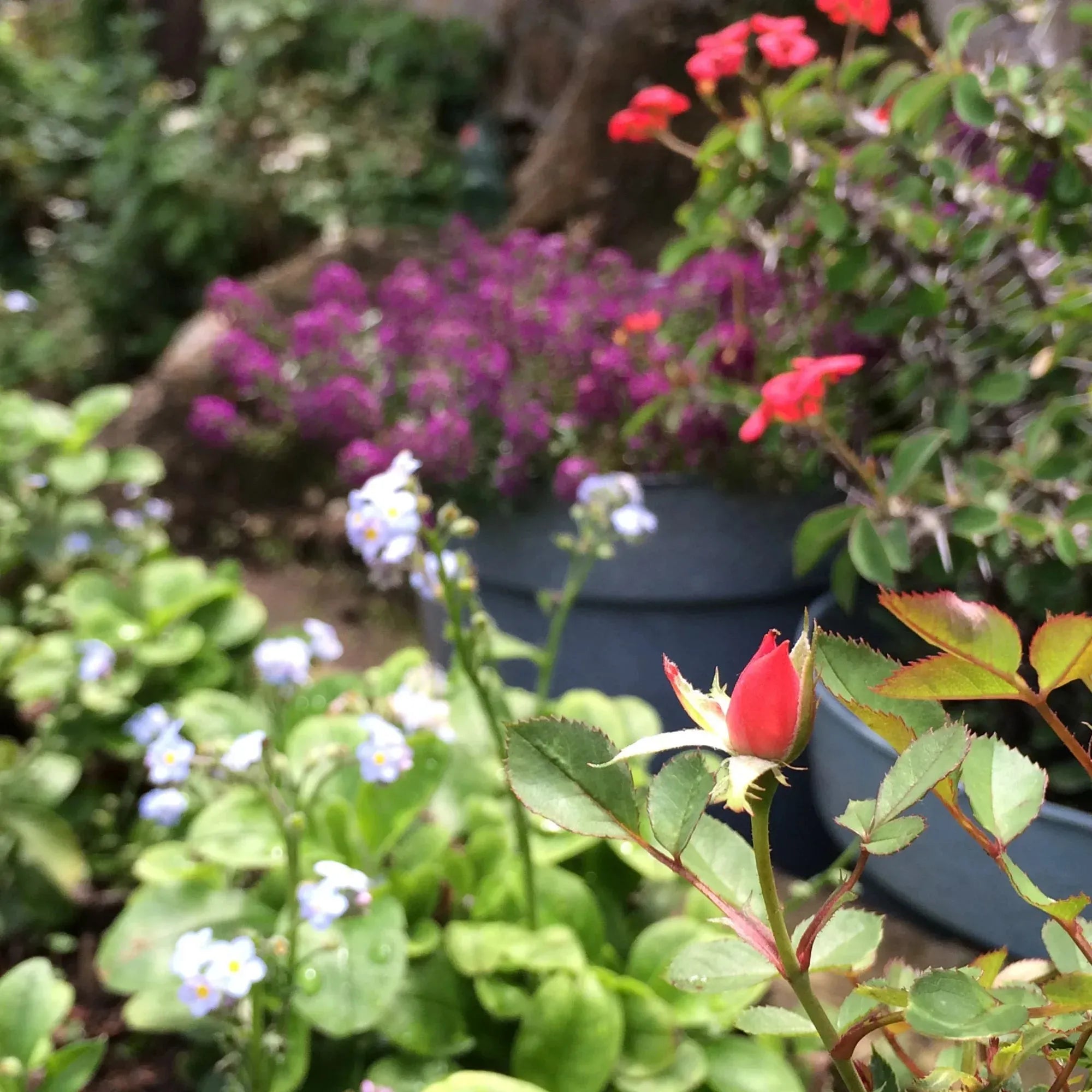 本物の赤と紫の花をあしらった大きな丸いペンダント – シルバー