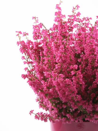 Colar de Beija-flor em Prata Esterlina com Flores de Urze Reais