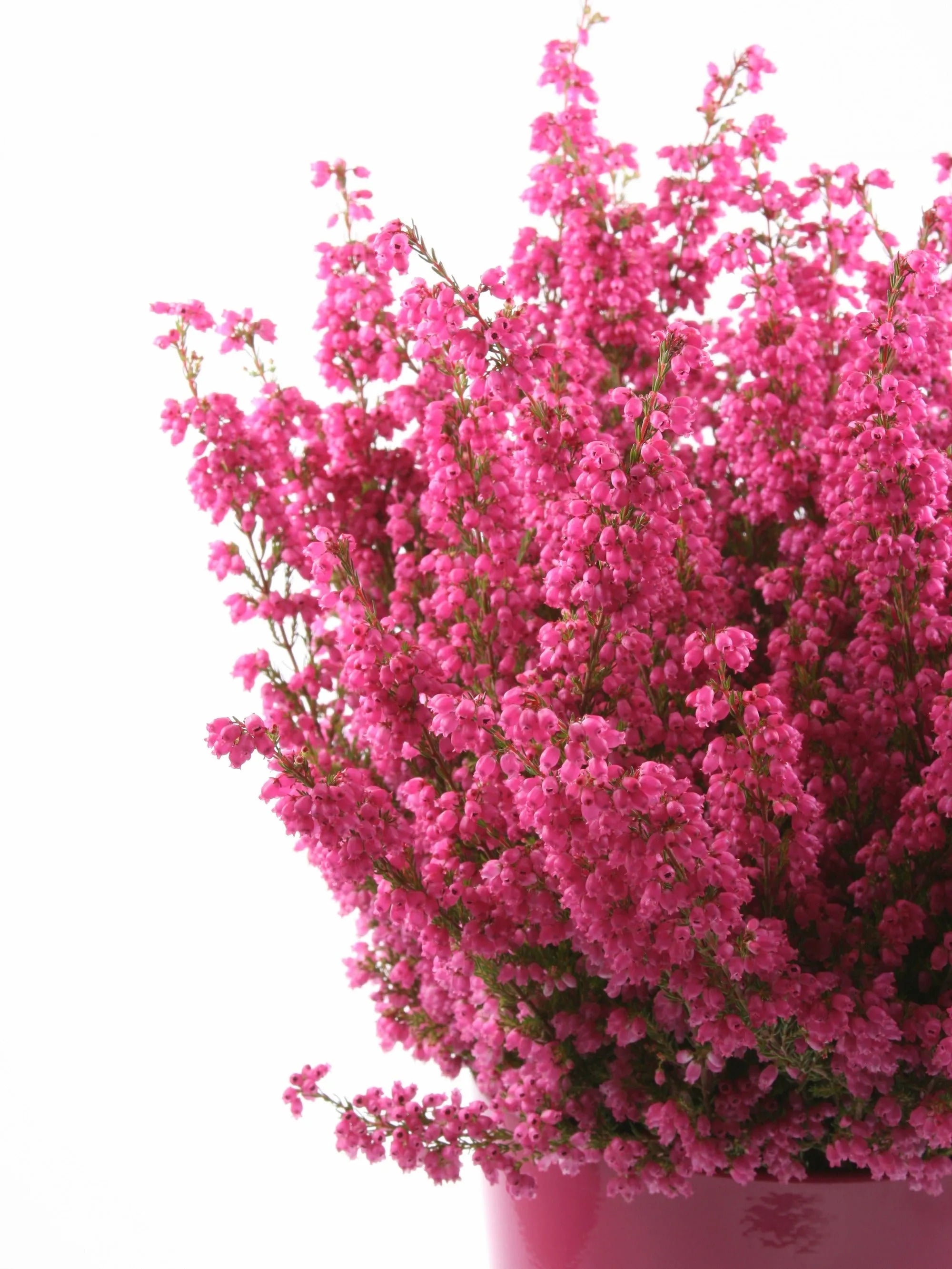 中号泪滴石南花纯银项链 - 手工制作的花卉优雅