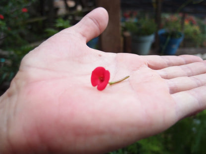 本物の赤と紫の花をあしらった大きな丸いペンダント – シルバー