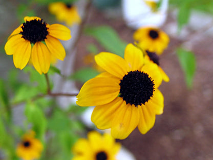 Pulsera de girasol con flores reales de Shrieking Violet®