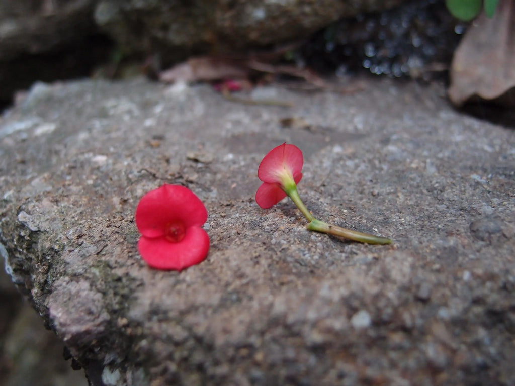 Silver Huggie Earring - Poppy - Teardrop